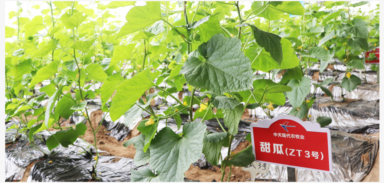 準格爾旗現代智慧設施農業(yè)產(chǎn)業(yè)園_21.jpg