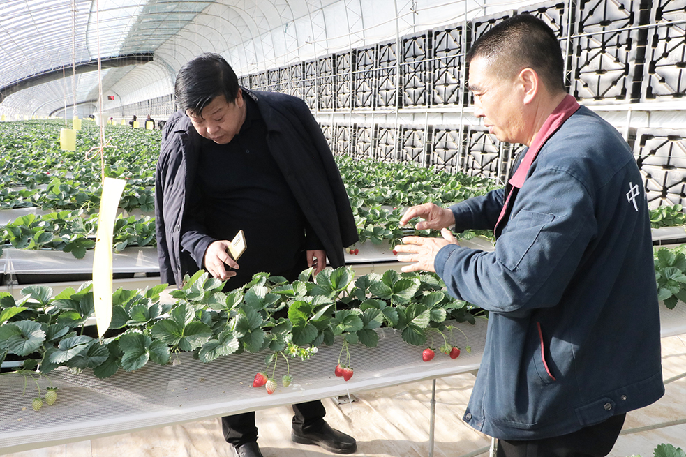 2024年會(huì )938圖日光溫室切2.jpg